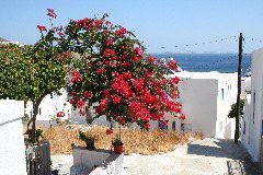 IMG_3506.JPG