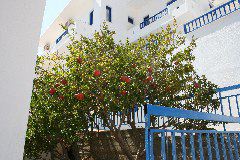 IMG_3507.JPG