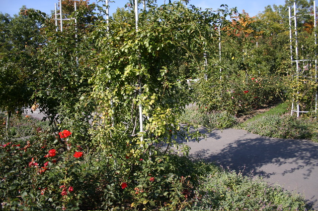IMG_1729.JPG