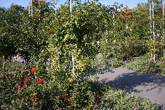 IMG_1729.JPG