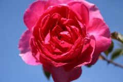 IMG_1730.JPG