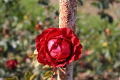 IMG_1731.JPG